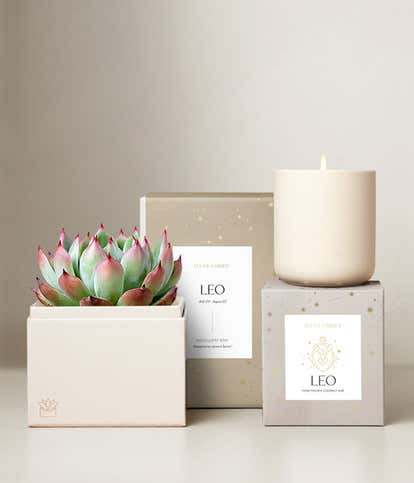 Lula's Garden &reg; Fire Collection Leo Succulent Set