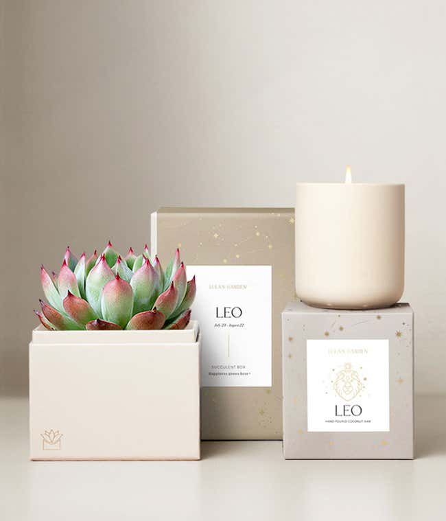Echeveria Succulent Plant &amp; Candle with Leo Sleeve &amp; Gift Box