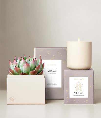 Lula's Garden &reg; Earth Collection Virgo Succulent Set