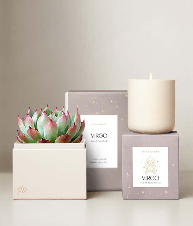 Echeveria Succulent Plant &amp; Candle with Virgo Sleeve &amp; Gift Box