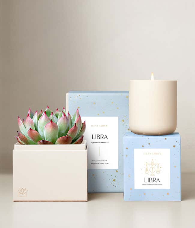 Echeveria Succulent Plant &amp; Candle with Libra Sleeve &amp; Gift Box