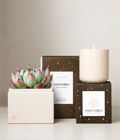 Lula's Garden &reg; Fire Collection Sagittarius Succulent Set