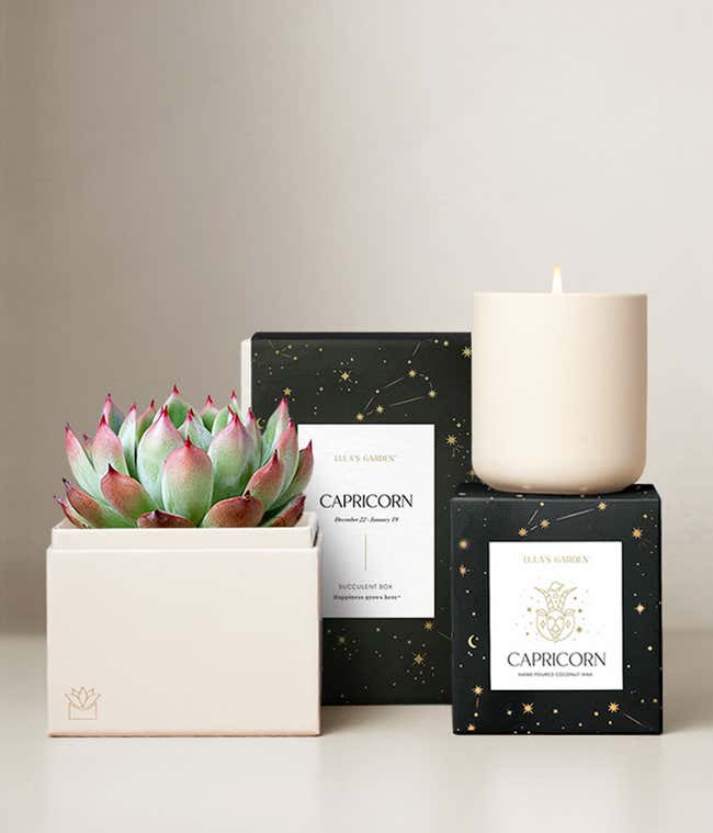 Echeveria Succulent Plant &amp; Candle with Capricorn Sleeve &amp; Gift Box