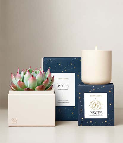 Lula's Garden &reg; Water Collection Pisces Succulent Set