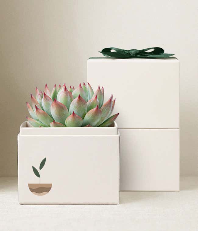 Lula's Garden &reg; Earth Day Bliss Box