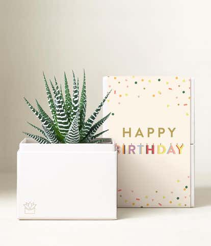 Lula's Garden ® Birthday Zebra Succulent Gift