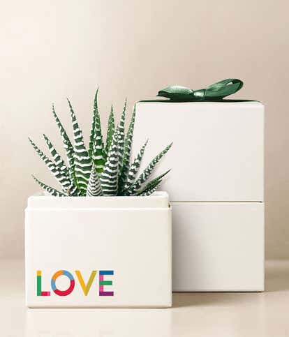 Lula's Garden &reg; Celebrate Pride Zebra Garden