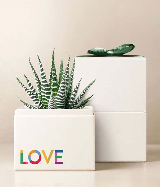 Lula's Garden &reg; Celebrate Pride Zebra Garden