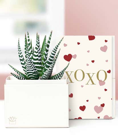 Lula's Garden ® XOXO Zebra Succulent Gift