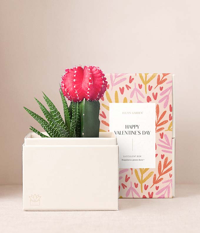 Succulent Delivery Send Succulents Today