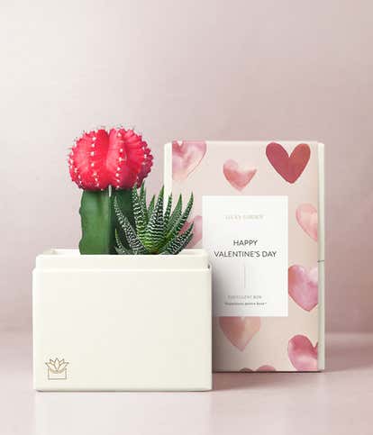 Lula's Garden &reg; Valentine Ros&eacute; Succulent Gift