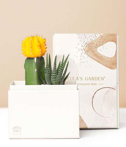 Lula's Garden ® Forever Sunny Succulent Gift