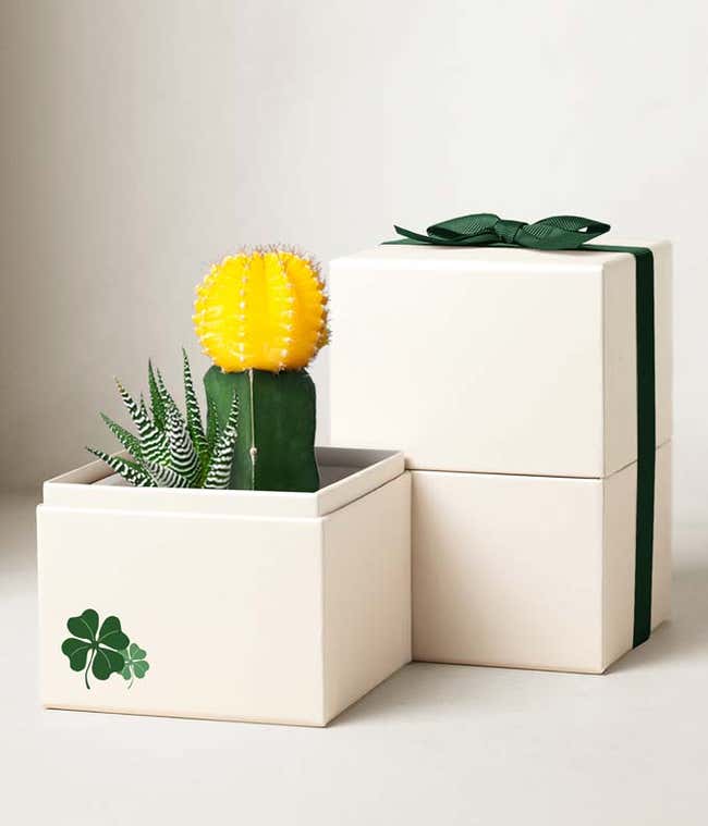 Luck of the Irish Ray Succulent Garden