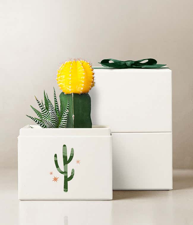 Summer Sun Ray Lula's Garden &reg; Succulent
