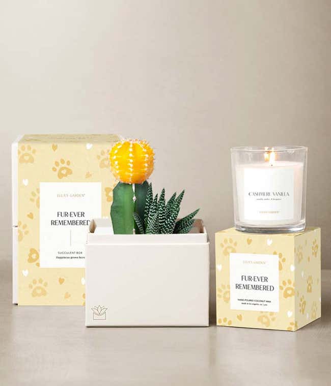 A yellow moon cactus and haworthia succulent garden in a white planter, Cashmere Vanilla candle, and pet remembrance gift packaging with paw print design.
