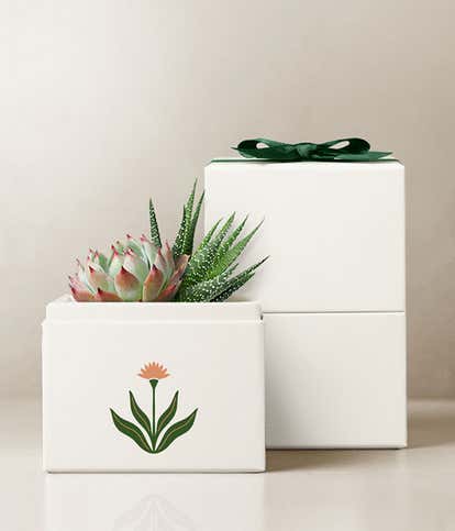 Summer Sun Glow Lula's Garden ® Succulent