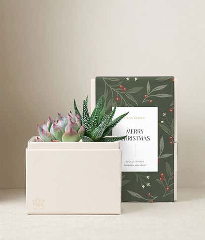 Very Merry Christmas Glow Succulent Garden