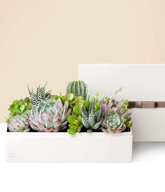 Lula's Garden &reg; Rosh Hashanah Lush Garden