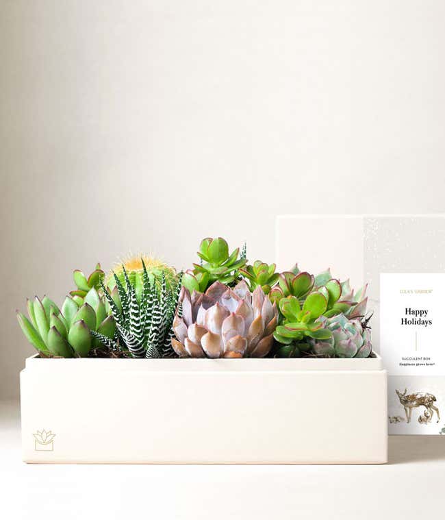 A cream-colored rectangular planter filled with vibrant succulents, including green echeverias, a striped haworthia, and a purple-tinged rosette. A holiday-themed sleeve in soft white and silver decorates the box, adding a festive touch to the display.