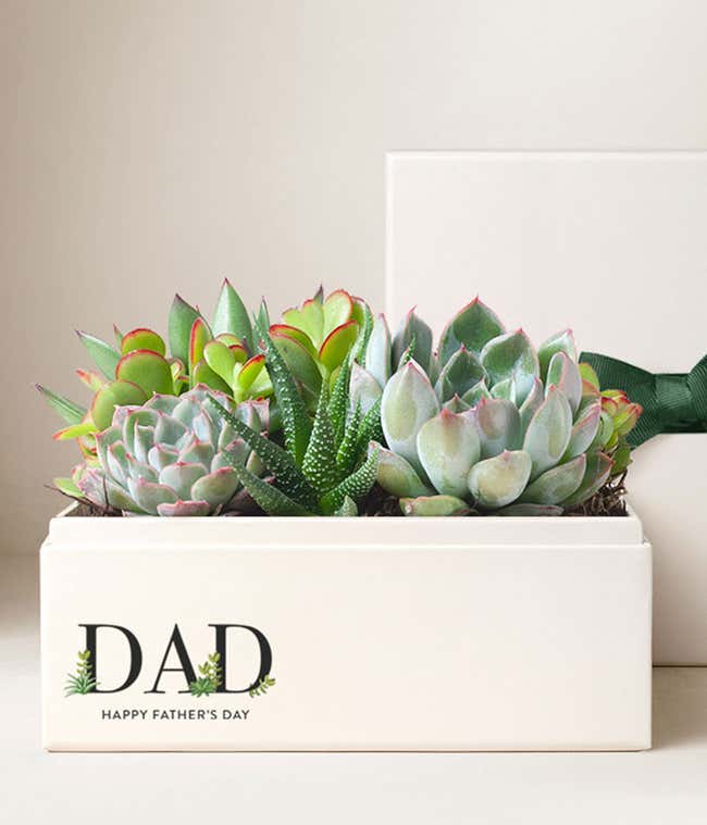 A white square box containing many succulent plants. The box says DAD Happy Father's Day and the lid with a green bow is behind it.