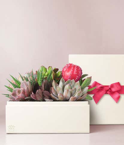 Lula's Garden ® XOXO Urban Succulent Gift