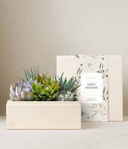 Happy Holidays Urban Succulent Garden
