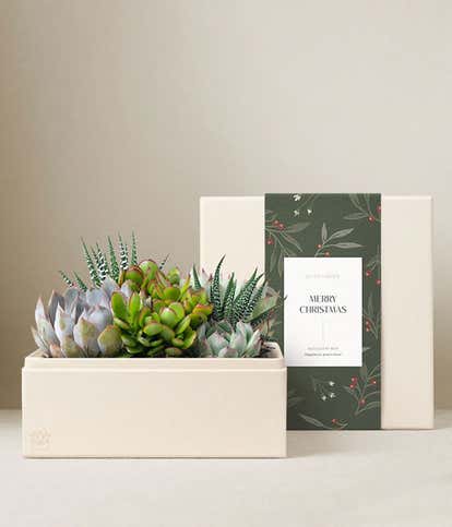 Very Merry Christmas Urban Succulent Garden