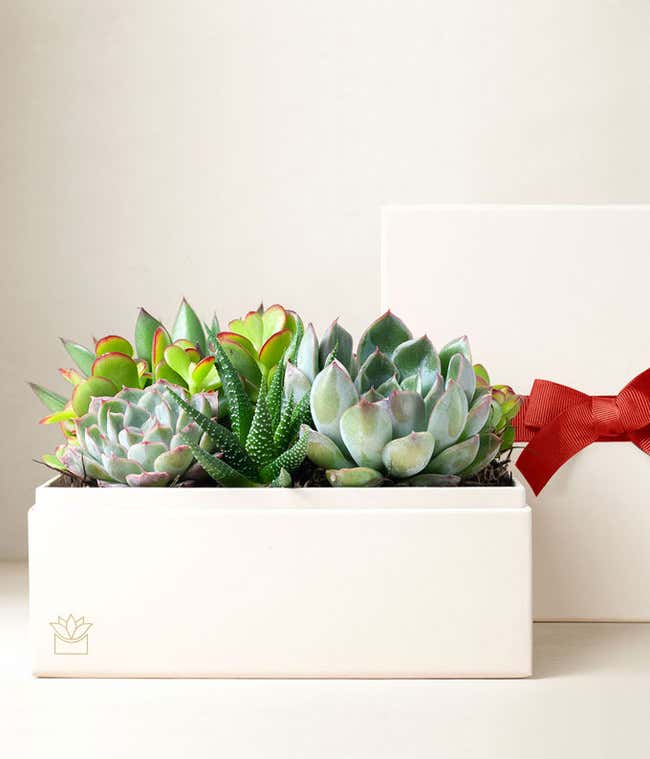 Very Merry Christmas Urban Succulent Garden