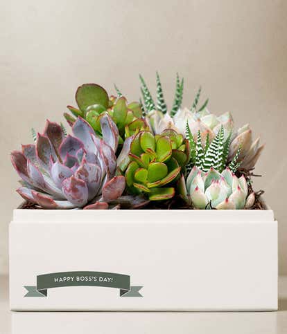 Lula's Garden ® Boss's Day Urban