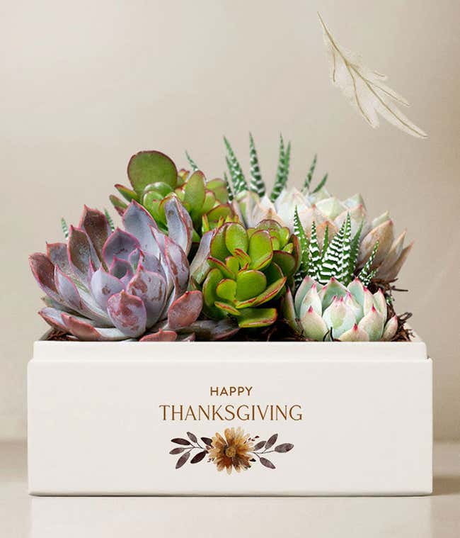 A delightful arrangement featuring four 2.5-inch succulent plants, three 4-inch succulent plants, and a plastic dropper, all beautifully wrapped in a sleeve with a bow and presented in a 7 x 7 x 5.5-inch Happy Thanksgiving planter.