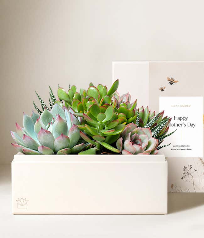 Lula's Garden &reg; Mother's Day Urban Garden