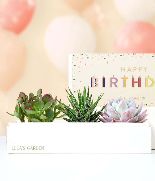 Lula's Garden &reg; Birthday Verdant Succulent Gift