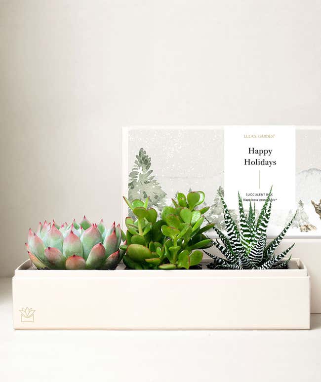 Elegant holiday-themed succulent arrangement in a rectangular white planter, featuring three succulents with varying colors and textures, accompanied by a card reading 'Happy Holidays' from Lulas Garden in the background.