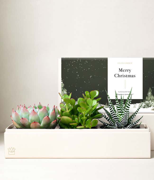 Very Merry Christmas Verdant Succulent Garden