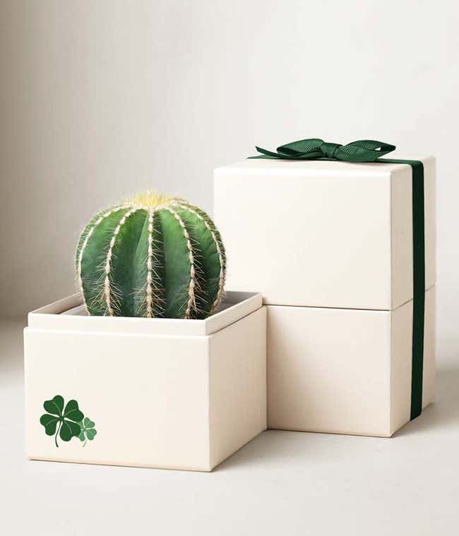A 4 inch cacti in a white planter gift box with green four leaf clover illustration and a green bow