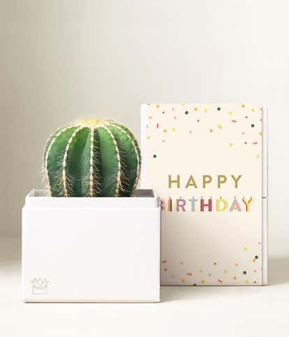 Lula's Garden ® Birthday Cactus Succulent Box
