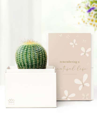 Cherished Memories Lula's Garden ® Cactus Succulent Gift