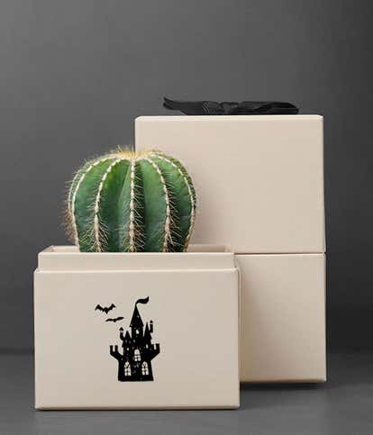 Lula's Garden ® Halloween Cacti 