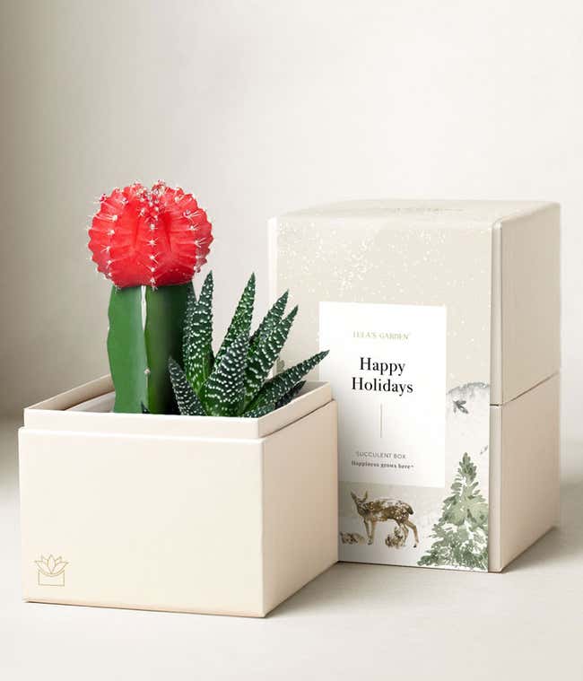  White planter with a red cactus and striped succulent, accompanied by a holiday-themed card that says Happy Holidays from Lula's Garden, set on a wooden surface with a blurred Christmas tree in the background.