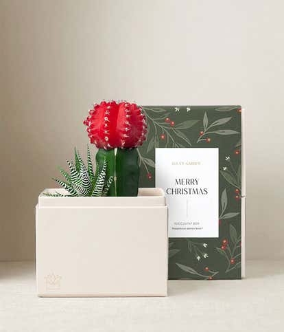 Very Merry Christmas Joy Succulent Garden
