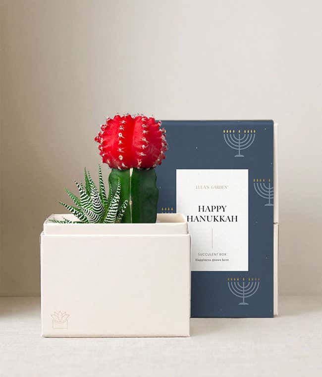 Happy Hanukkah Joy Succulent Garden