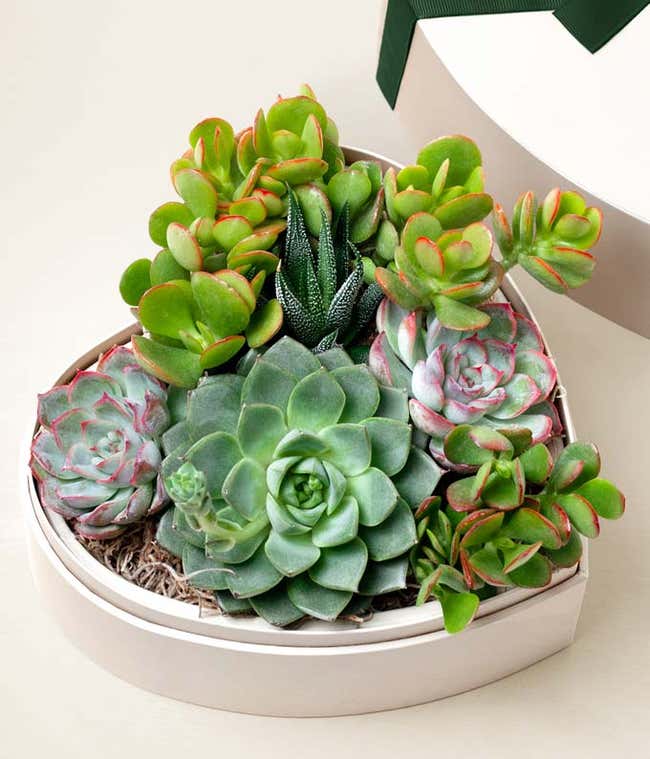 Heart-shaped planter filled with a variety of vibrant succulents, including echeveria, zebra haworthia, and jade plants, arranged atop natural moss, placed next to a white box with a black ribbon.