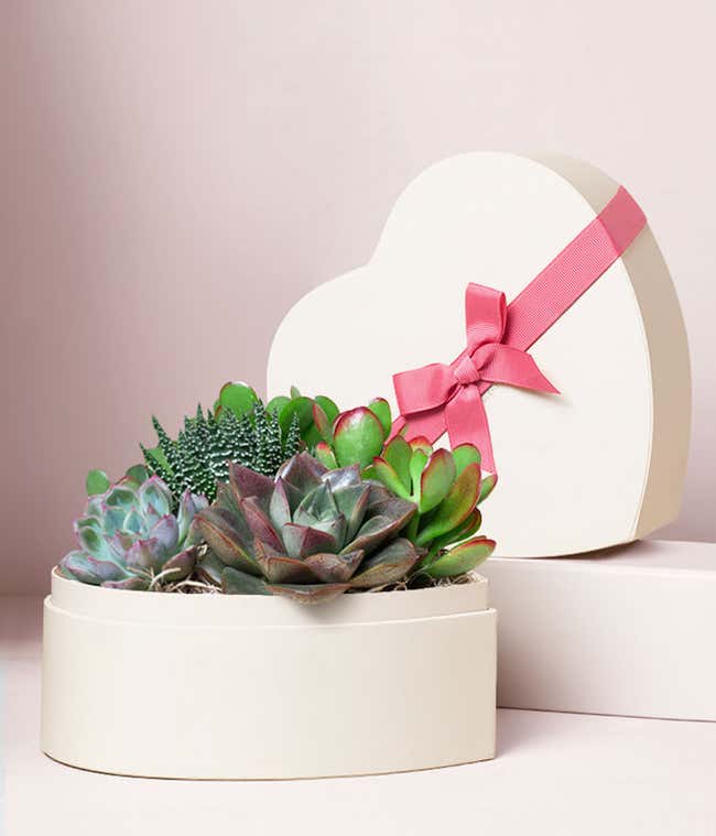 A heart-shaped container holds a variety of vibrant succulents, including green, pink, and purple varieties, creating a lush and colorful display. The plants are arranged in a neat, natural pattern, adding a lively touch to the home or office.