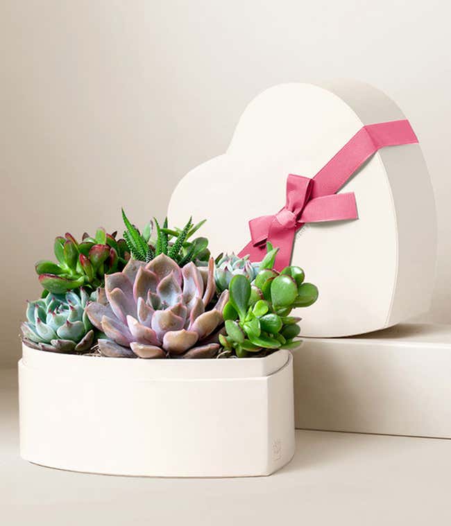Heart Shaped Planter with a variety of succulents and the top to the planter gift box with a pink ribbon