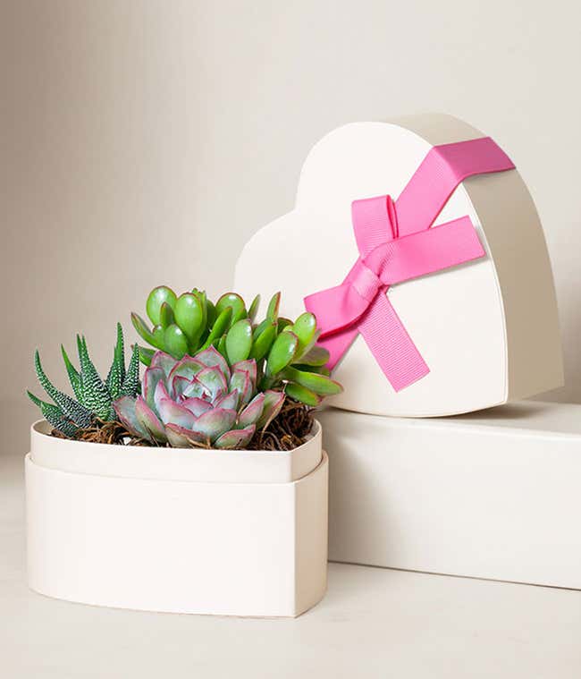 Succulent garden with mixed green and pink-toned succulents arranged in a white heart-shaped planter, displayed beside a matching heart-shaped gift box tied with a pink ribbon on a soft pink background.