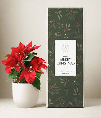 Lula's Garden ® Merry Christmas Poinsettia