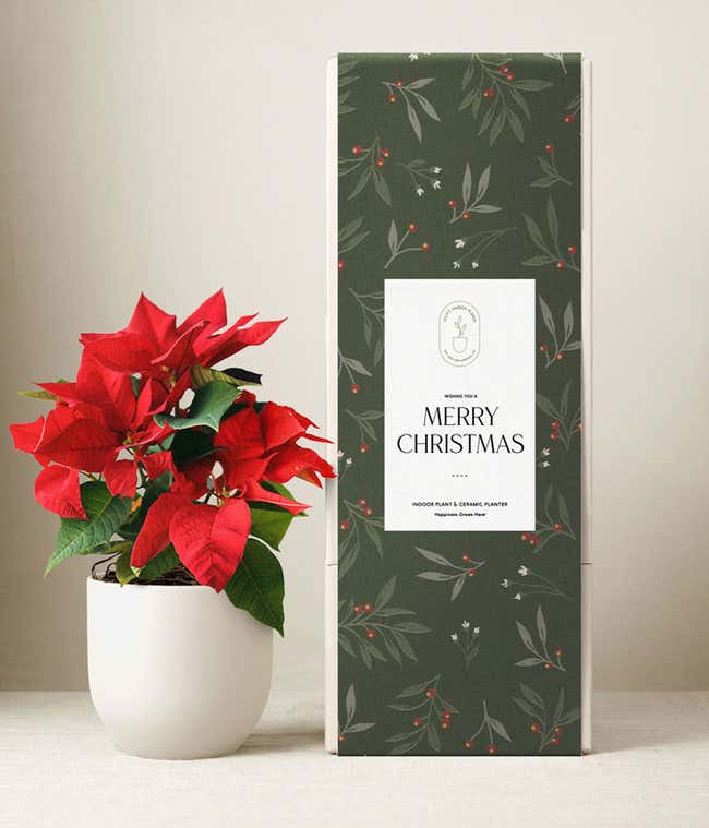 Poinsettia plant with bright red leaves in a white ceramic planter, displayed beside a tall green holiday gift box with a &ldquo;Merry Christmas&rdquo; label and festive foliage design.