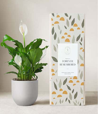 Lula's Garden ® Sympathy Peace Lily Plant 