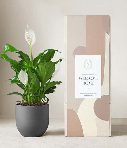 Lula's Garden ® Welcome Home Peace Lily