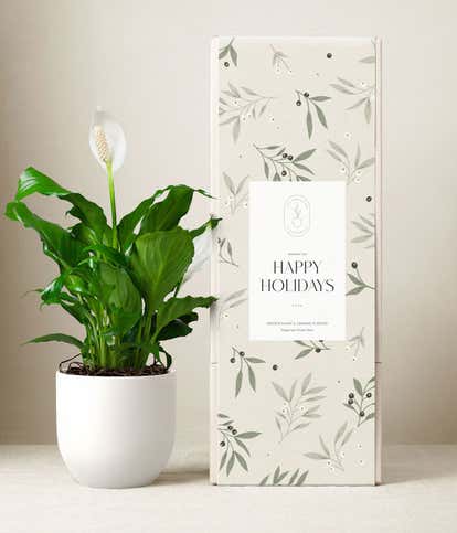 Lula's Garden ® Happy Holidays Peace Lily Plant